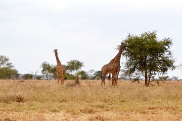 herd of giraffes in africa