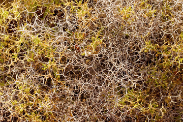 Green prickly shrub in the daylight. Botanical background