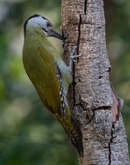 Grey Headed Woodpecker Male on tree at Sattal