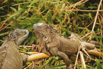 Deux igaunes se reposant dans les herbes hautes.	