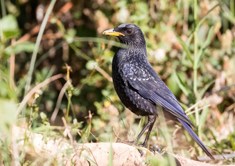 Blue Whistling Thrush portrait shoot at Sattal