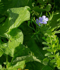 Field with green maure plants. Agriculture