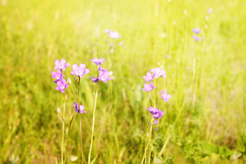 Blue wildflowers background of green flowering meadow on Sunny summer day