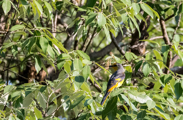 Yellow Minivet Female