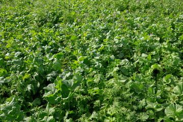 Field with green maure plants. Agriculture