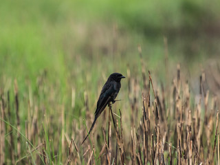 Lonely Black Drongo
