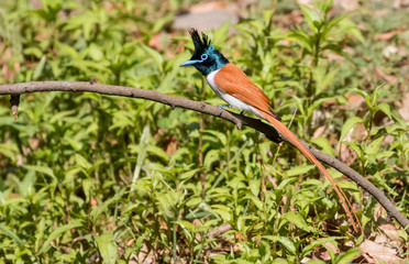 Asian Paradise Flycatcher Female sitting on tree branch