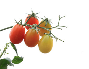Fresh ripe red tomatoes growing on the vine in greenhouse .Ripe organic tomatoes in garden ready to harvest . Selected focus on isolate white background