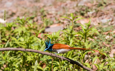 Asian Paradise Flycatcher Female sitting on tree branch