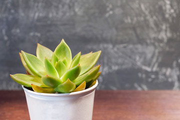 Succulent Sempervivum in a white pot, on a gray concrete background close-up
