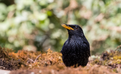 Blue Whistling Thrush portrait shoot at Sattal