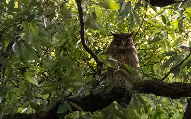 Brown Fish Owl at Sattal