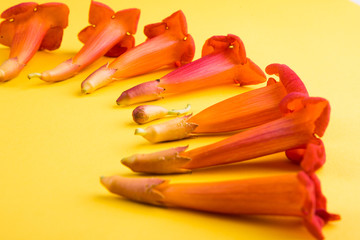 red campsite buds on a yellow background. Beautiful flower arrangement.