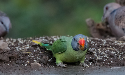 Grey Headed Parakeet at Sattal