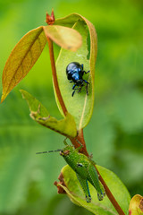 Leaf beetle (Platycorynus peregrinus) perching on leaf while a grasshopper perching down below