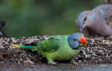 Grey Headed Parakeet at Sattal