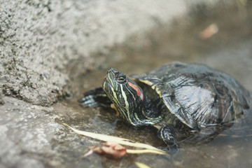 Red-eared Slider turtle in pond