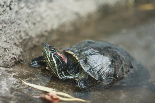 Red-eared Slider turtle in pond