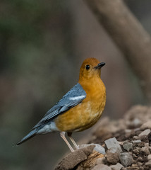 Orange Headed Thrush Portrait shoot at Sattal
