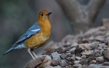 Orange Headed Thrush Portrait shoot at Sattal
