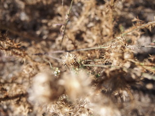 closeup of dry grass