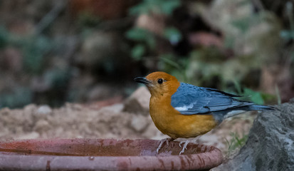 Orange Headed Thrush Portrait shoot at Sattal