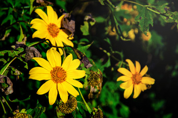 Beautiful yellow flower in garden