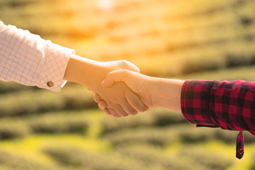 Closeup of people shaking hands with green tea plantation blur background