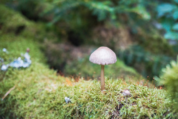 Pilz auf einem moosigen Waldboden