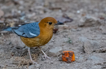 Orange Headed Thrush Portrait shoot at Sattal