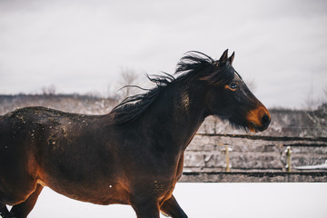 Horse Snow 2