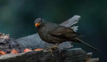 Grey Winged Black Bird female
