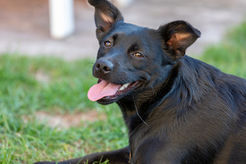 A little black dog outdoors in green grass. The dog is a mixed of a Labrador retriever.