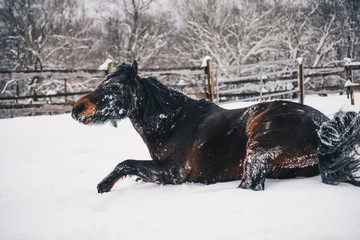 Horse Snow 7