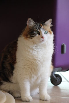 chat isabelle 