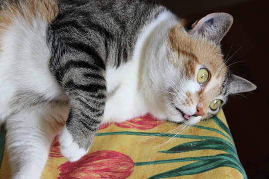 Chat isabelle