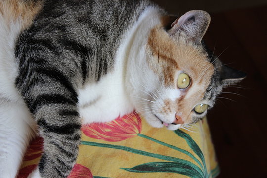 Chat isabelle