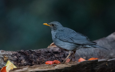 Tickells Thrush Female at Sattal