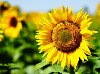 Foto op Plexiglas felgele bloemen van rijpe zonnebloem © orlovphoto