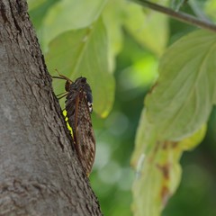 木にとまっているセミ