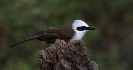 White Crested Laughing Thrush bird at sattal