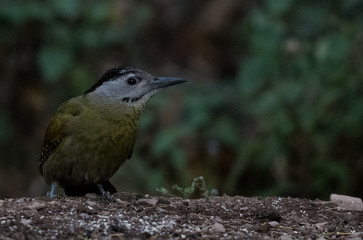 Grey Headed Woodpecker Female Portrait shoot at Sattal
