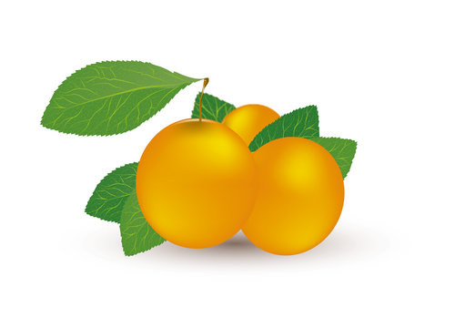 drei saftige Mirabellen