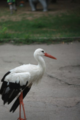 Fototapeta premium Stork