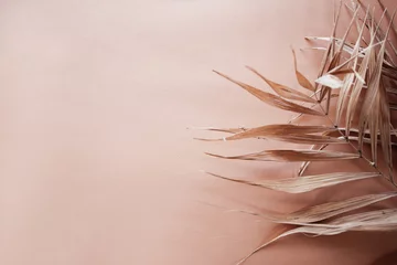 Tropische trockene Blätter auf rosa Hintergrund. Nahaufnahme © NKTN