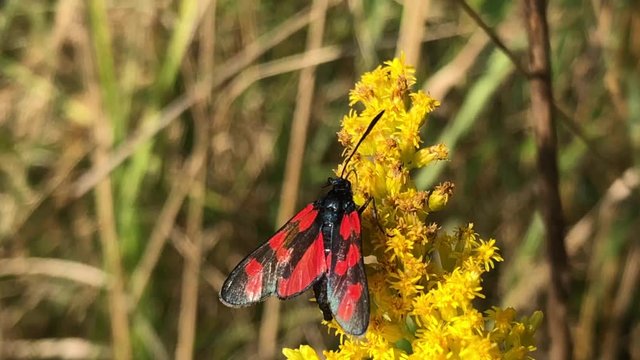 Six-spot Burnet Moth eats nectar on beautiful Yellow flowers Solidago virgaurea