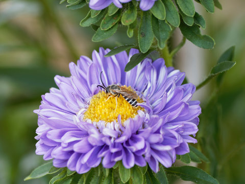 Halictus scabiosae - The great banded furrow-bee or honey bee-sized halictus male, with a long abdomen with yellow band and long curved black antennae
