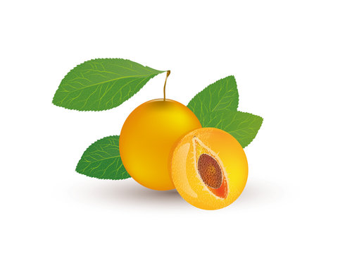 5 128 Meilleures Mirabelle Images Photos Et Illustrations Vectorielles Stock Adobe Stock 5 128 Meilleures Mirabelle Images Photos Et Illustrations Vectorielles Stock Adobe Stock