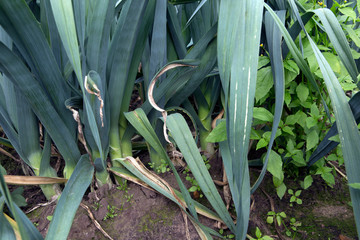 Growing leek. Agriculture