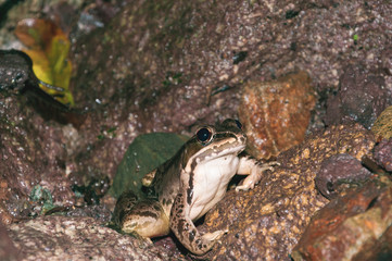 Leopard frog in stream (Lithobates, Ranide)